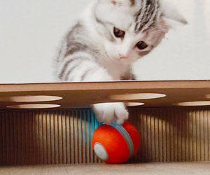 Wicked Ball Automatic Jumping Ball Intelligent Funny Cat Toys Pet Toys Bite Toys Cat Pet Balls